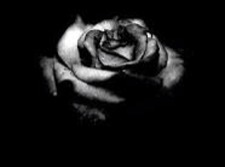 Blackrose
