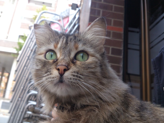 Goodreads profile picture for @youko