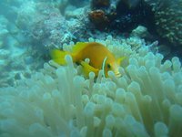 Aprianus Makmurdi