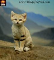 الاء مرتيني