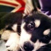 Alejandra Artiles semidey