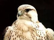 لاتدقق راحت