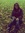 Evelina