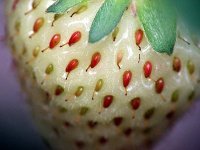 Emilee Beddoes cummings