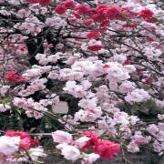 خالد الشريف