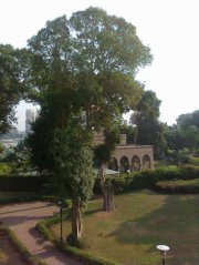 عابد السرحي