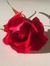 Reem Ahmed