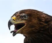 Mohamed Abd el morid