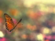 Mohamed Nemo
