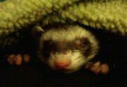Al