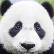 Steven Yi