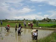 မင္းမင္း လတ္