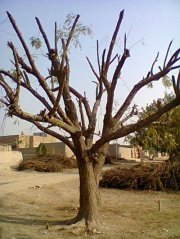 Faisal Tahir