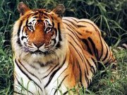Haritha Sree