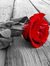 Rose Libya