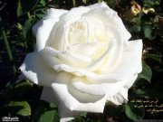 سندس واستبرق