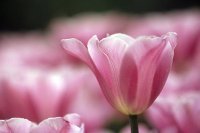 Rathiha Parameswaran