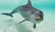 Copper Dolphin