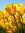 Daisy | 8 comments