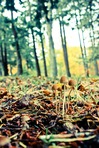 Clover