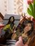 Richa S...