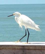 Selene Parker-rowland