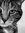 Jayzar