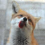 &#x1f98a;