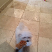 Stacy Williams johnson