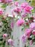 Sheraz