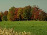 أسامة زنهور