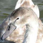 Kavitha Sivasubramaniyan