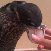 سامي الشمري