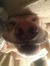 Archiegitdog