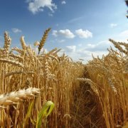 عاطف عبد الحق