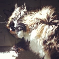 Francesca Massarotto