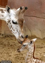 نعمة أبو حجر