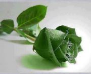 Waqar Ahmad