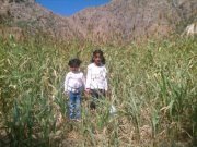 نظير القباطي