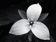 Bichira Bernichi