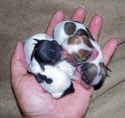 Andreas Trellos filozoos