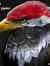 Roaa Abdo