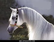 الحصان الأ بيض