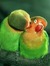 Lovebird123