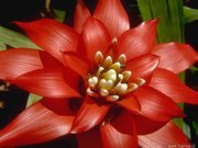 سيلا الجبوري