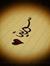 Mosab Sy