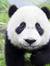 Zen Panda