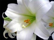 الورود البيضاء