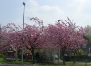 Micheline Debusschere