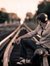 Ankur C...
